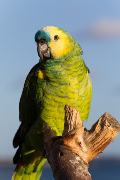 grøn ara papegøje Stockphoto - | PantherMedia