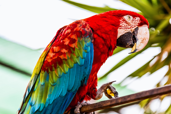 Samuel Niende sporadisk rød ara eller ara kakaduer papegøje - Stockphoto - #14271435 | PantherMedia  Billedbureau