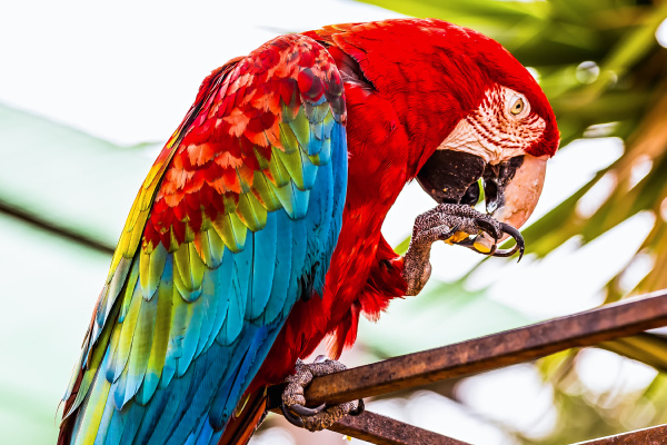 banner Gå en tur klud Rød ara eller Ara kakaduer papegøje - Stockphoto - #14271453 | PantherMedia  Billedbureau