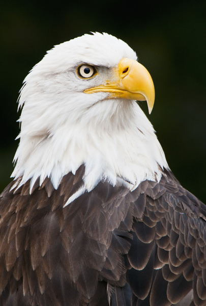 makrooptagelse naerbillede dyr fugl frihed amerika