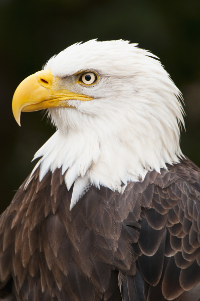 makrooptagelse naerbillede dyr fugl frihed amerika