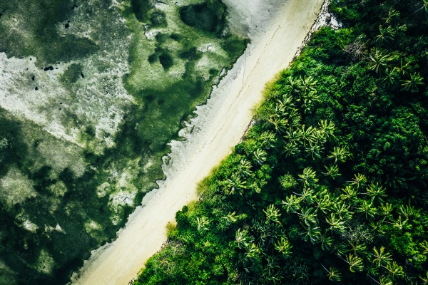 luftfoto af palmer pa stranden i