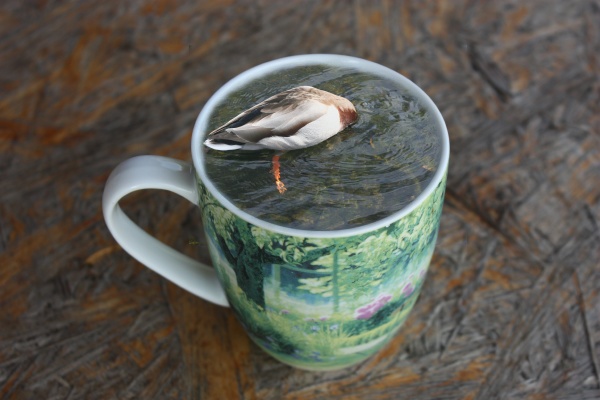 diving, duck, in, a, coffee, cup - 30806214