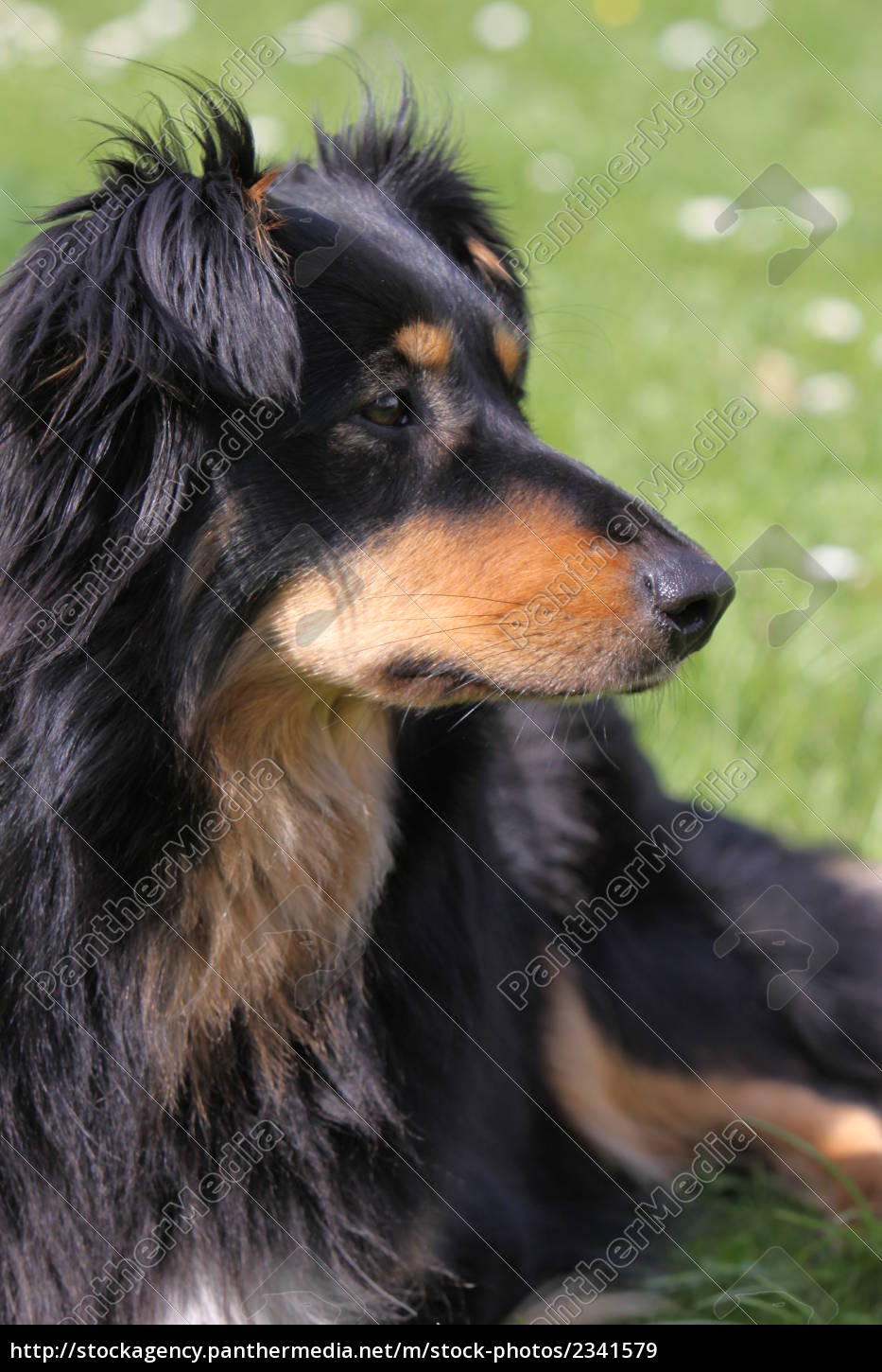 stress Minearbejder Afdæk sort-brun køter hund - Royalty Free Image #2341579 | PantherMedia  Billedbureau
