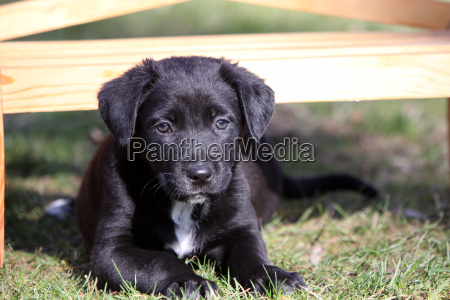 Hundehvalpe Stockphoto #3835042 | PantherMedia Billedbureau