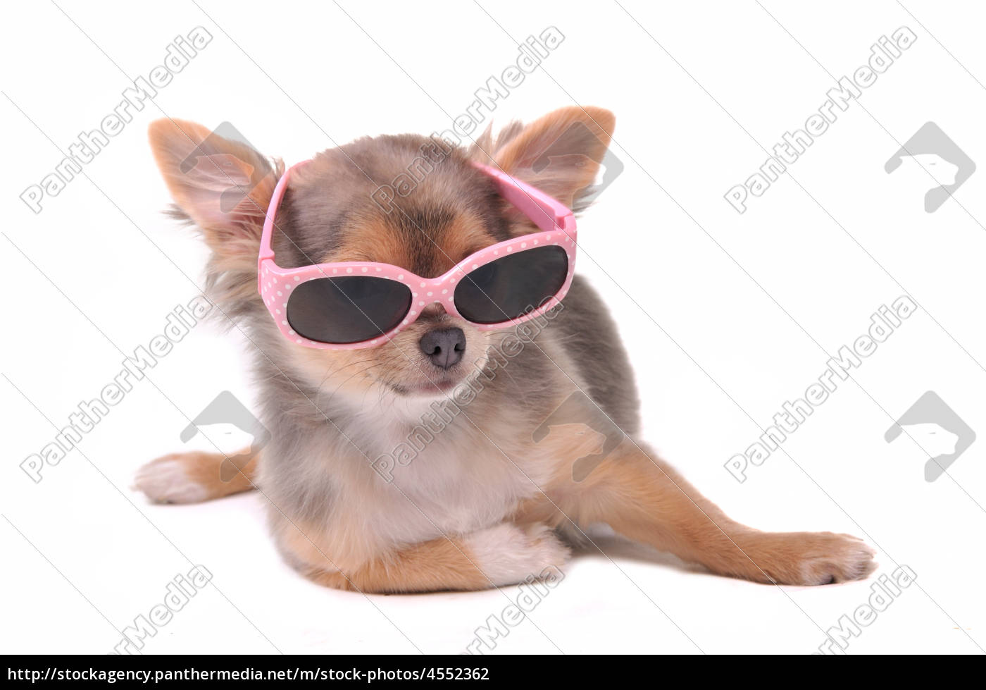 hund. hvalp iført pink sol briller - #4552362 | PantherMedia Billedbureau