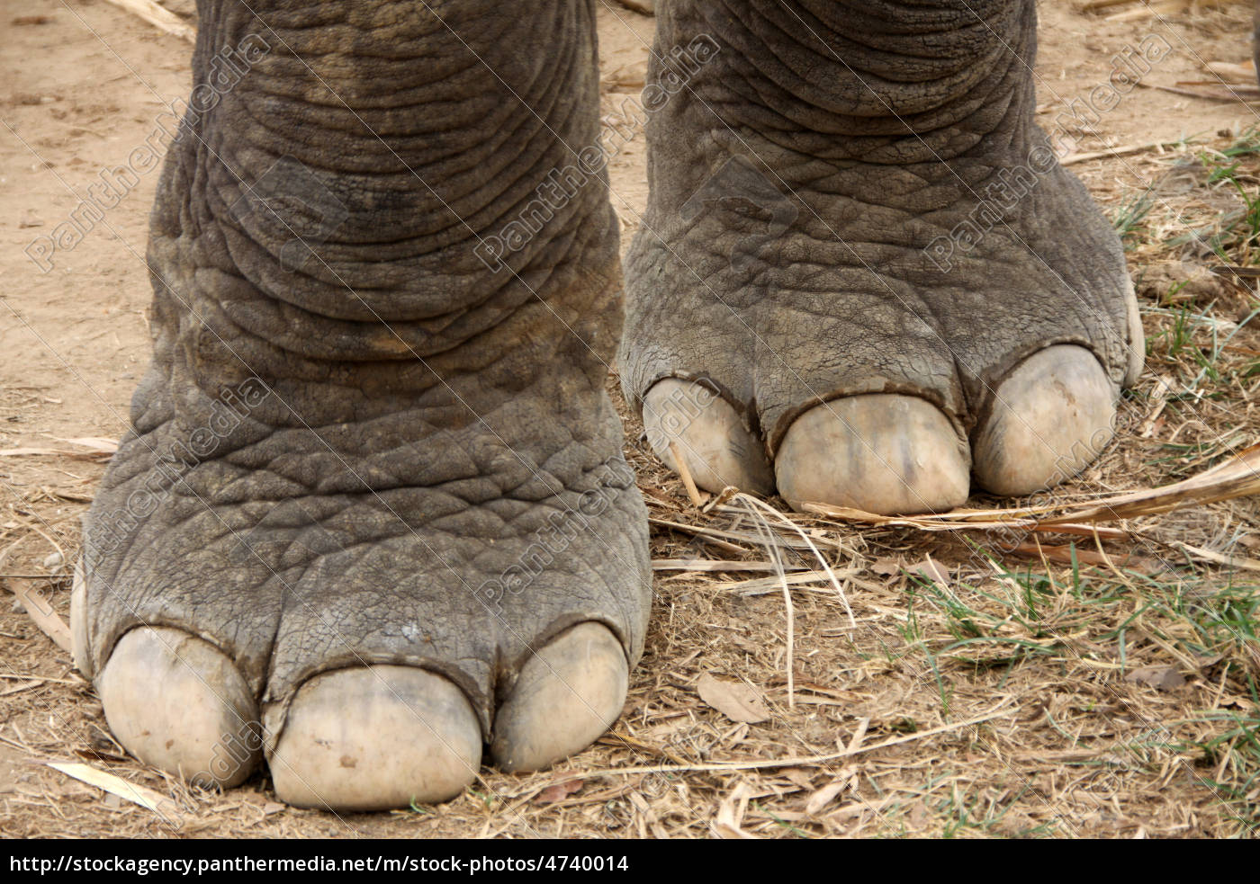 elefant fødder - Stockphoto - #4740014 PantherMedia Billedbureau