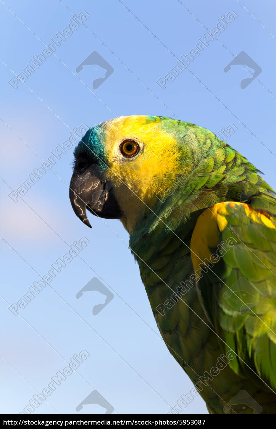 grøn papegøje - Free Image - | PantherMedia Billedbureau