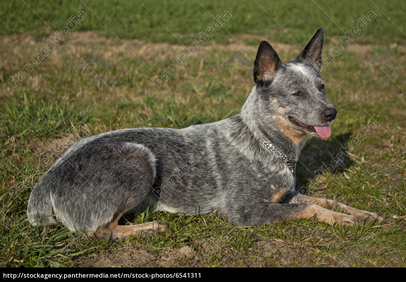 jurist høj Brokke sig Australske kvæg hund - Stockphoto - #6541311 | PantherMedia Billedbureau