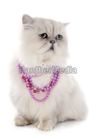 designer enkel for meget hvid perser kat - Stockphoto #10387335 | PantherMedia Billedbureau