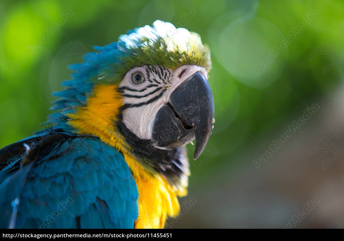 Papegøje blå ara - Royalty Free Image - | PantherMedia Billedbureau