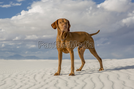 mandlige vizsla hund udendørs i hvidt sand ørken Stockphoto PantherMedia Billedbureau