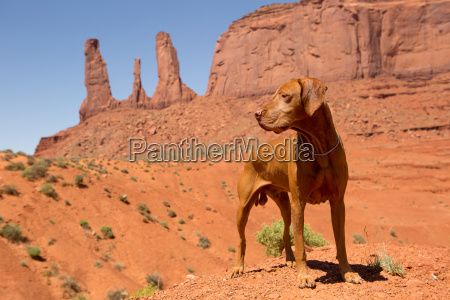 hund i ørkenen Stockphoto #12434864 Billedbureau