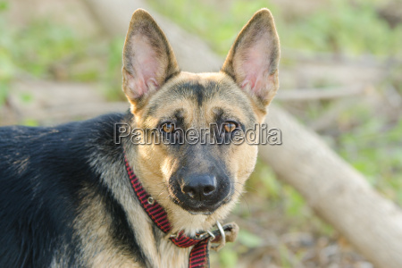 Portræt af en halv race hund faser gård og tysk - Royalty Free Image #15959029 | PantherMedia Billedbureau