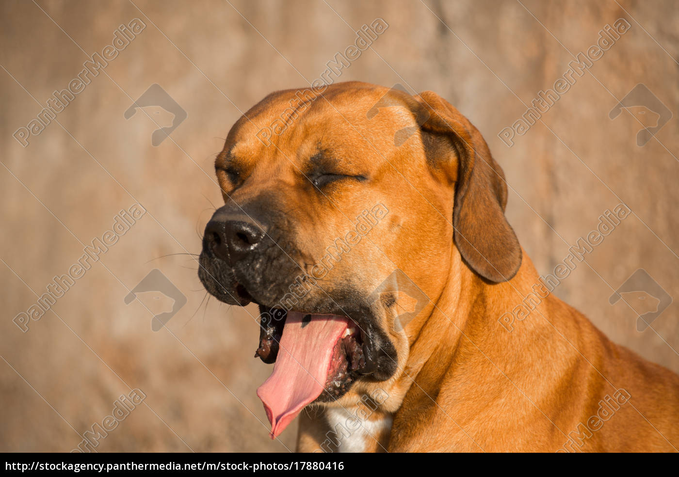 Fælles valg firkant kollision Boerboel hund gaber - Stockphoto #17880416 | PantherMedia Billedbureau