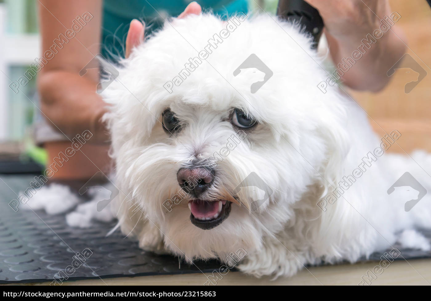 Bolognese hund grooming - Stockphoto #23215863 | PantherMedia Billedbureau