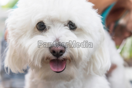 nærbillede af hovedet hvide bolognese hund - Stockphoto #23477361 | PantherMedia Billedbureau