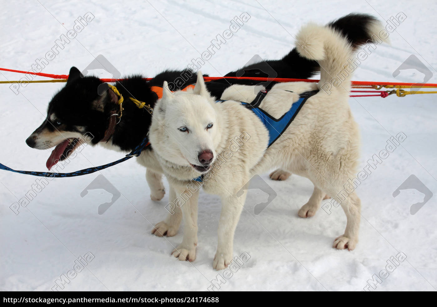 hund slædehunde husky polar hunde slædehund - Stockphoto #24174688
