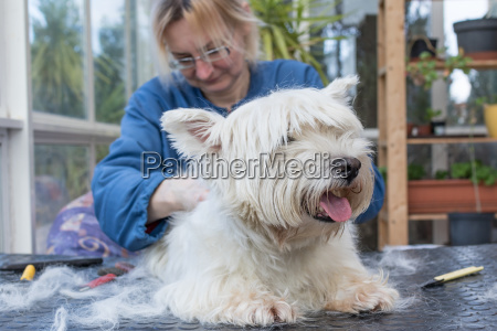 Trimning af tilbage OD West Highland hvid Terrier hund - Stockphoto #24258284 | Billedbureau